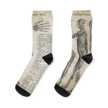 Винтаж Кости и мышцы - Анатомия человека Носки Профессиональные носки для бега Подарки Крутые носки Носки для девочек Мужские