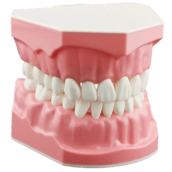 Модель Чистка зубов зубной нитью Режим Десна Видимая анатомическая демонстрация